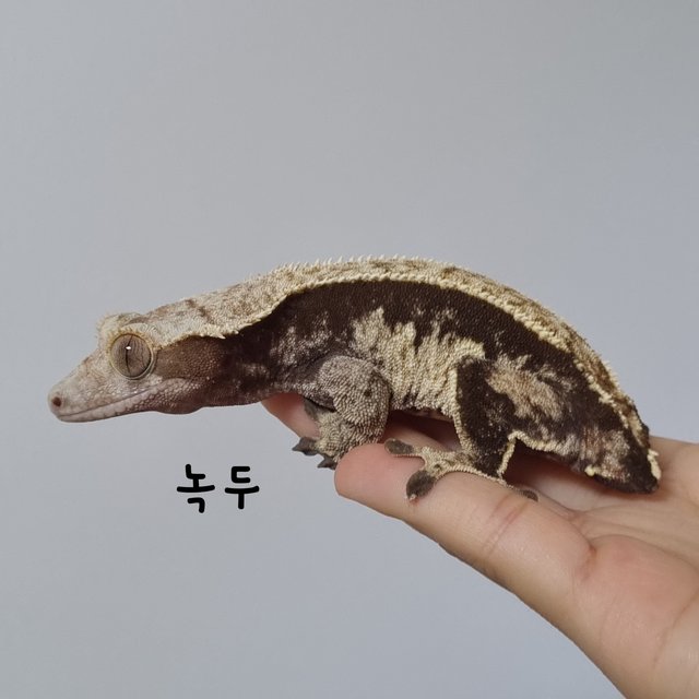 노멀 다크 쿼드 핀스트라이프