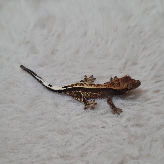 카푸치노 100%헷아잔틱