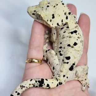 캔디