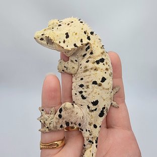 캔디