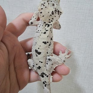 용과