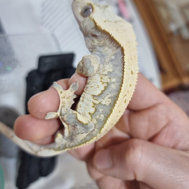 트라이 핀스트라이프