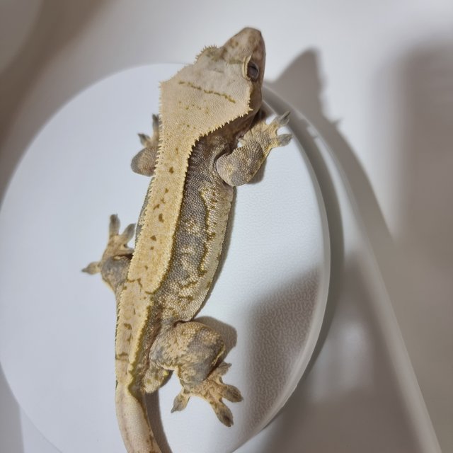 트라이 핀스트라이프