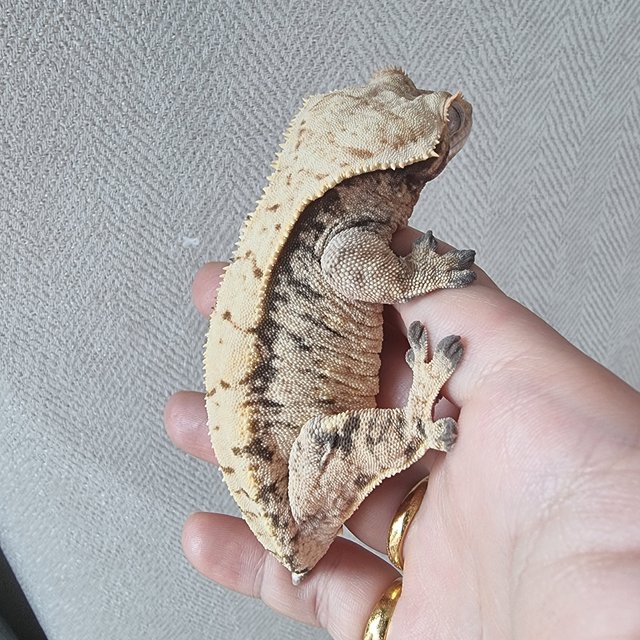 노멀 트라이 익스트림할리퀸