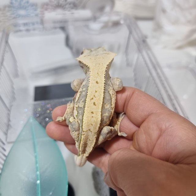 트라이 핀스트라이프