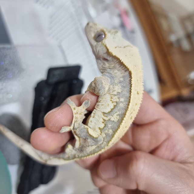 트라이 핀스트라이프