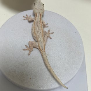 오렌지 스트라이프