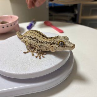 노멀 화이트 스트라이프