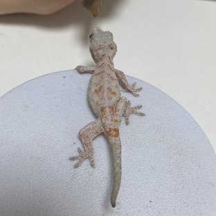 오렌지 레티큘