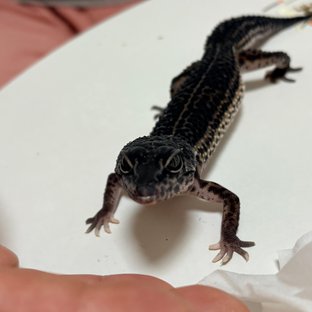 블랙나이트 슈퍼스노우