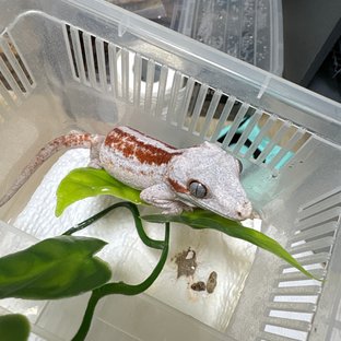 레드 스트라이프