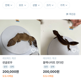 노멀 스노우 썬글로우 머피 패턴리스