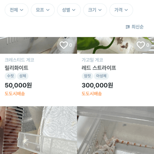 노멀 레티큘 레드 오렌지 옐로우