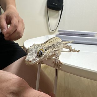 노멀 스트라이프
