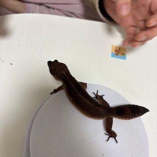 블랙나이트 만다린