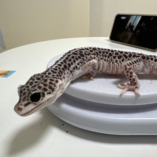 슈퍼스노우 이클립스