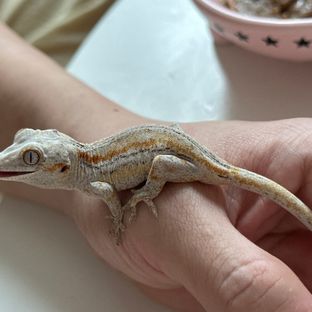 오렌지