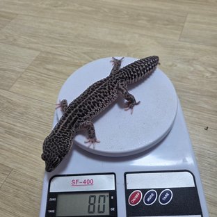 블랙나이트 슈퍼스노우