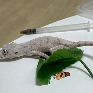 오렌지 레티큘