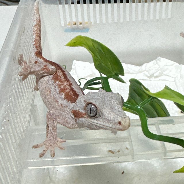 레드 스트라이프