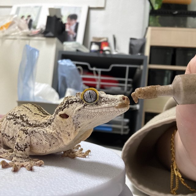 노멀 화이트 스트라이프