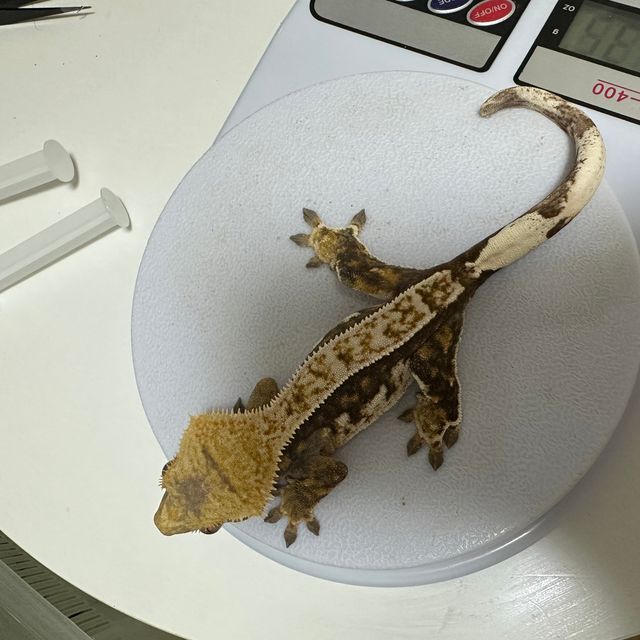 트라이