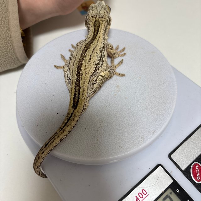 노멀 화이트 스트라이프