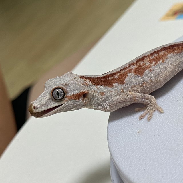 레드 스트라이프