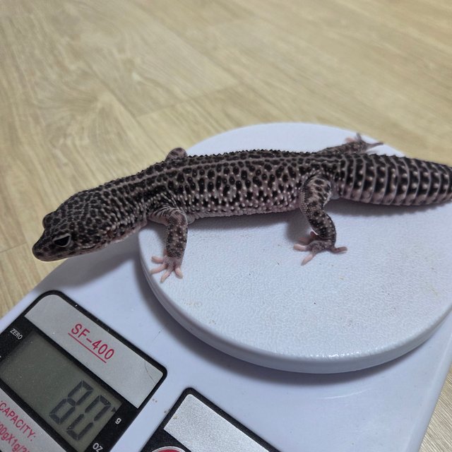 블랙나이트 슈퍼스노우