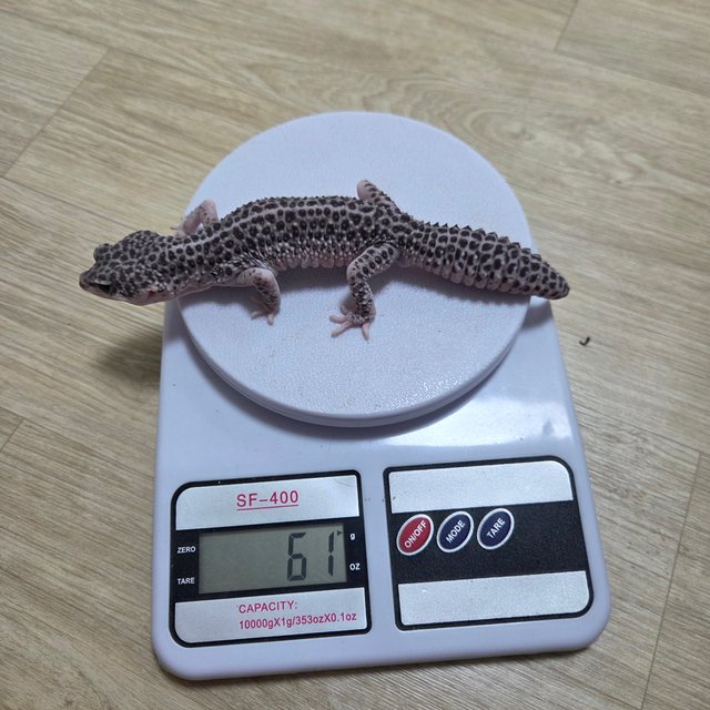 슈퍼스노우 이클립스