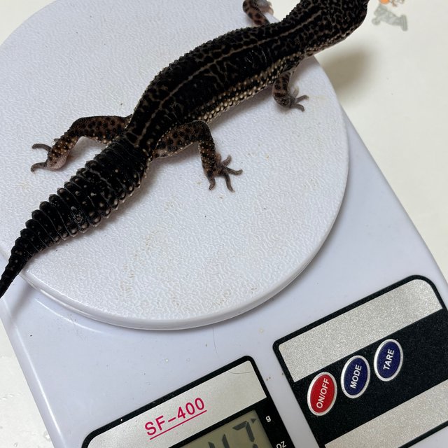 블랙나이트 슈퍼스노우