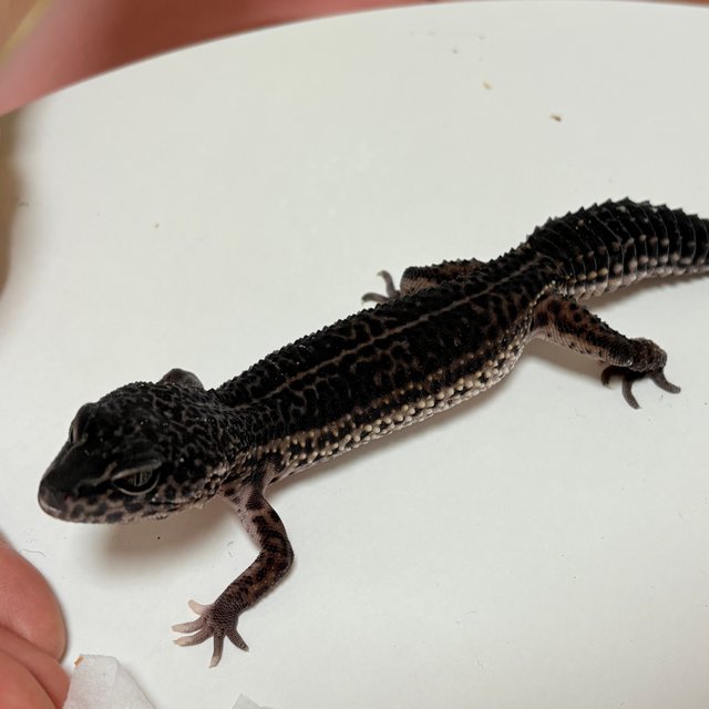 블랙나이트 슈퍼스노우