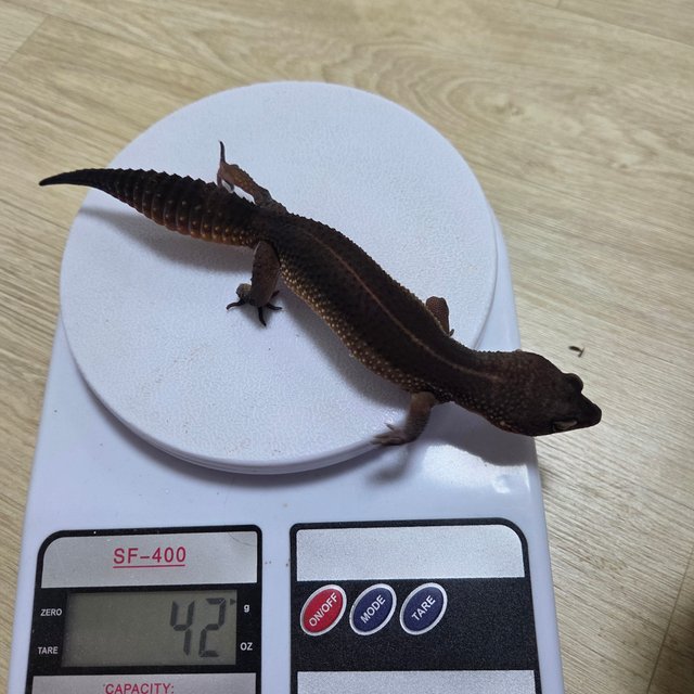 블랙나이트 만다린