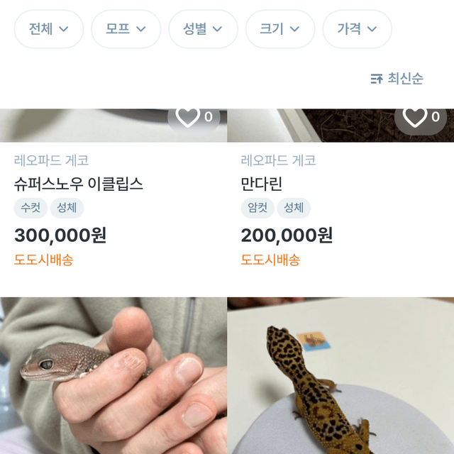 노멀 스노우 썬글로우 머피 패턴리스