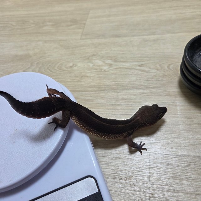 블랙나이트 만다린