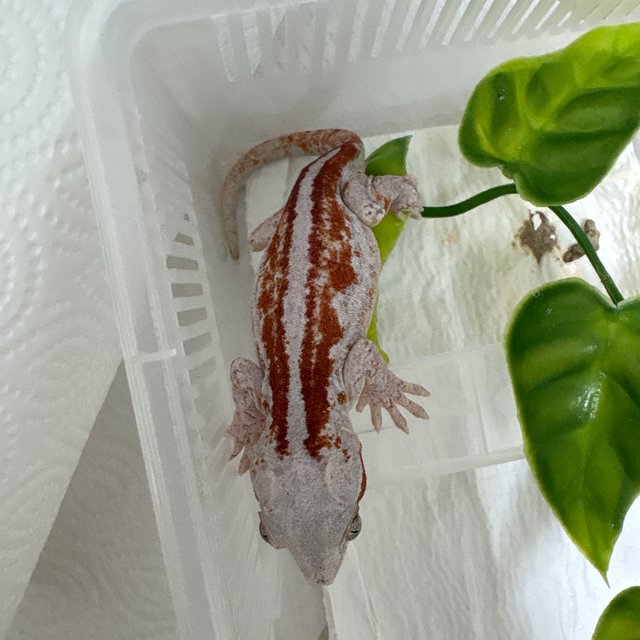 레드 스트라이프