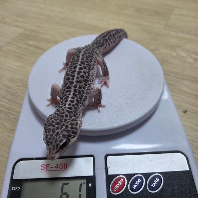 슈퍼스노우 이클립스