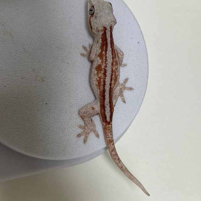 레드 스트라이프