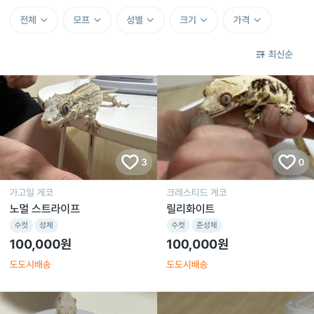 노멀 레드 옐로우 오렌지 레티큘