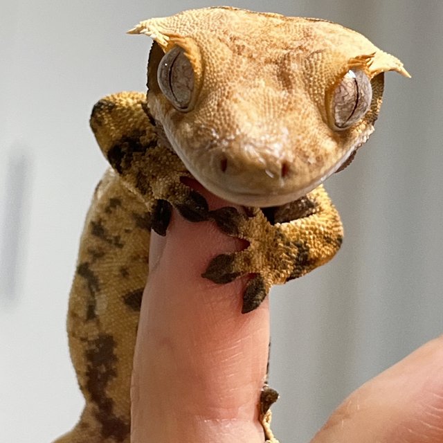 노멀 트라이 익스트림할리퀸