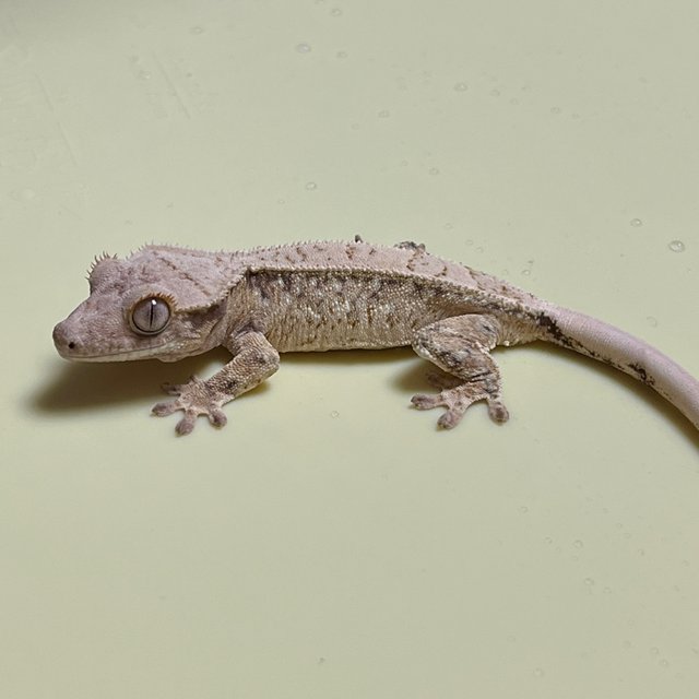 노멀 드리피 화이트스팟