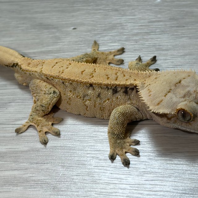 화이트스팟 노멀 드리피