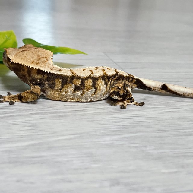 노멀 익스트림할리퀸 트라이