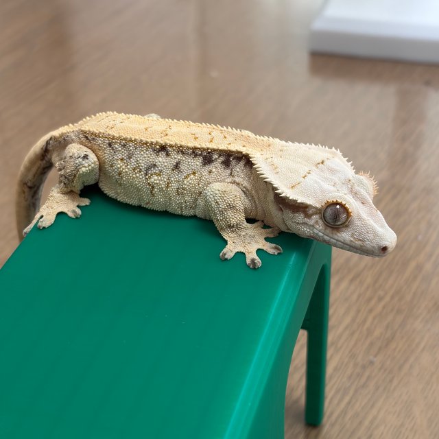 노멀 드리피 화이트스팟