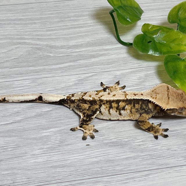 노멀 익스트림할리퀸 트라이