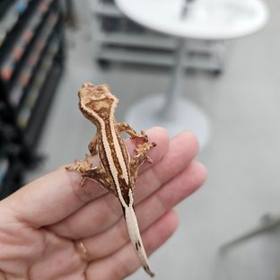 100% Het Axanthic Super Stripe