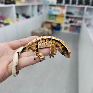 트라이 익스트림할리퀸