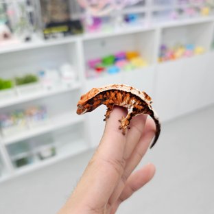 세이블