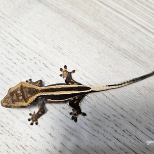 n.1193데빌가비