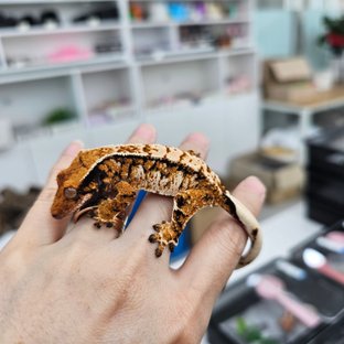 트라이 익스트림할리퀸 텐저린